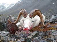 chasse-alaska