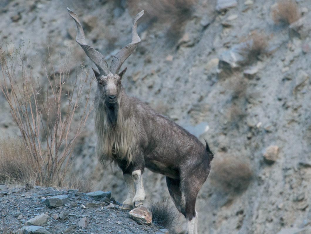 chasse markhor